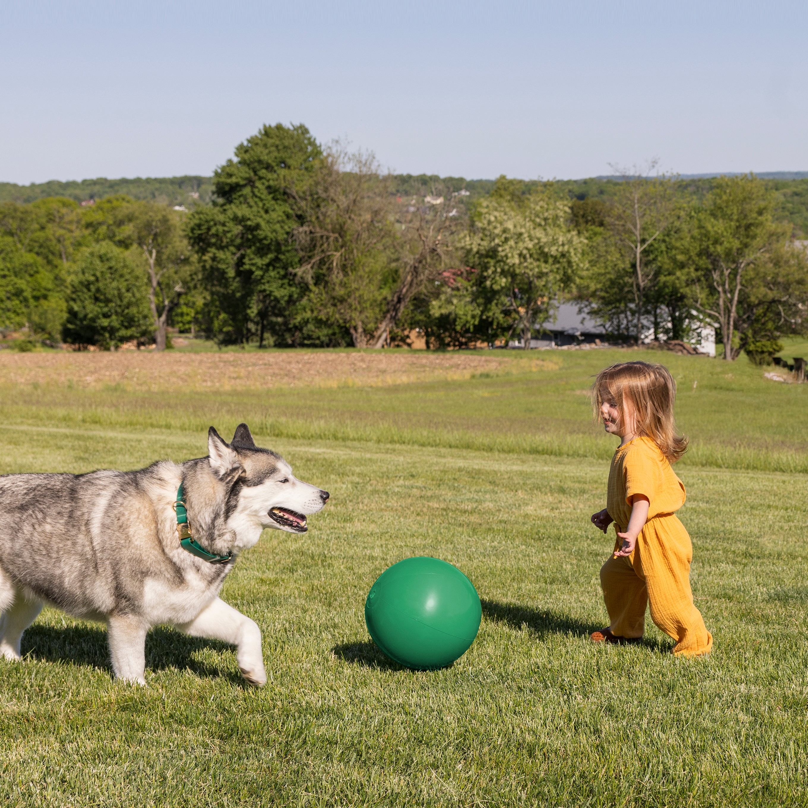 Dog outdoors in the summer with Happy Howl nutrition